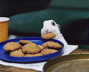 bunny-cookie-full.jpg